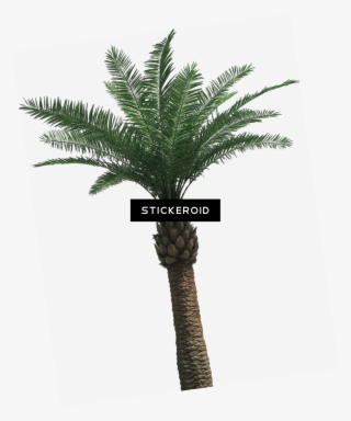 Large Palm Tree - Palmera Phoenix Artifical 5mts #5144891