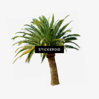 Пальма Palm Tree #5144989