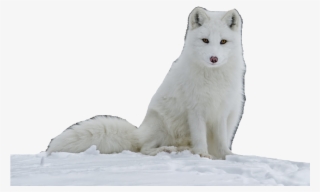 Arctic Fox #5145202