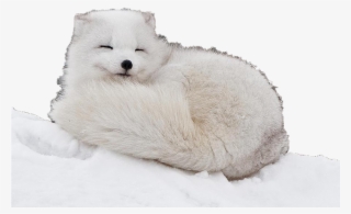 Arctic Fox Curled Up #5145294