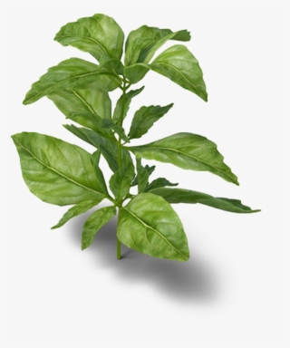 Basil Png #5147115