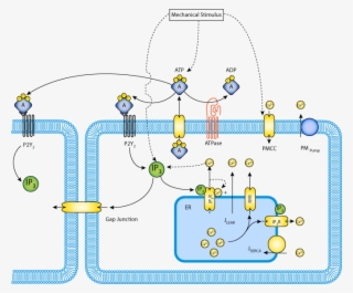 Schematic Representation Of Model Components And Subsystems - Atp Ca2+ #5151788