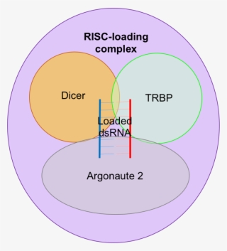 Risc-loading Complex - Proteina Argonauta 2 #5153617