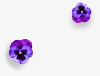 Boe Violet Gin Boe Violet Gin Ingredients - Boe Violet Flavoured Gin #5154162