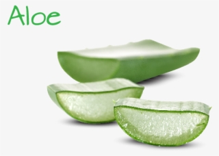 Ingredient Image Template 03 03 - Aloe Sllimming #5154217