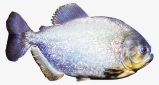 Serrasalmus-species - Bait Fish #5155975