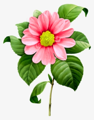 Imágenes De Flores, Flores Pintadas, Clipart - White Camellia Painting #5156219