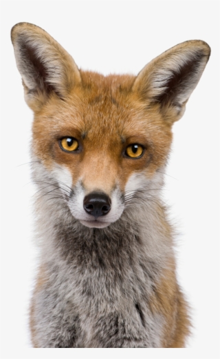 Clip Art Fox Pics Animal - Front View Of A Fox #5156802