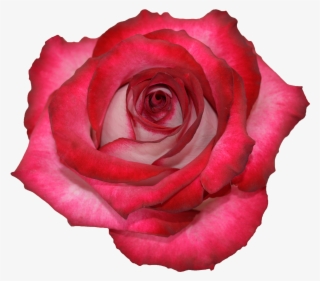 Rose Cinderella - Rose #5158943