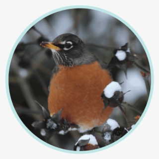 Winter - Robin #5159702
