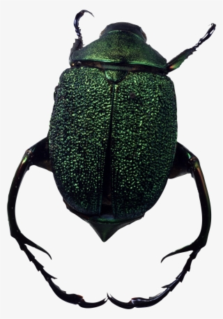 Bug Png Image - Transparent Png Bug Antenna #5163180