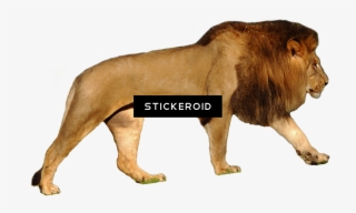 Lion - Polar Bear Vs Lion Size #5167543