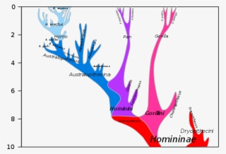 A Comparison Of The Point Of View Of Arius And Athansius - Last Common Ancestor Of Humans And Chimpanzees Chart #5168294