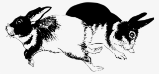 Download Png - Rabbit #5173888