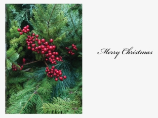 #18 Christmas Berries - Christmas Day #5174561