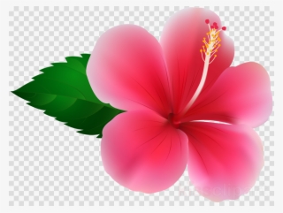 Hibiuscus Png Clipart Shoeblackplant Clip Art - Hibisco Png #5176251