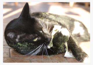 Celestial Catnip A211-415 4 - Black Cat #5176533