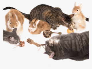 Silvervine And The Catnip Plant What's The Difference - Domestic Short-haired Cat #5177024