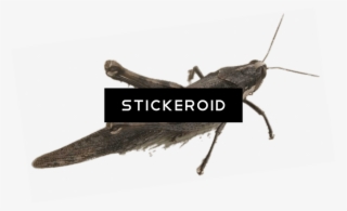 Grasshopper - Locust #5177515