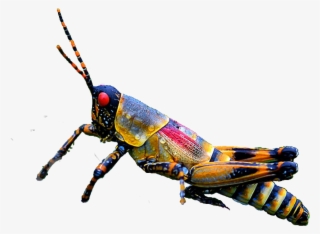 Insect Grasshopper Ftestickers Freetoedit - Grasshopper #5177567