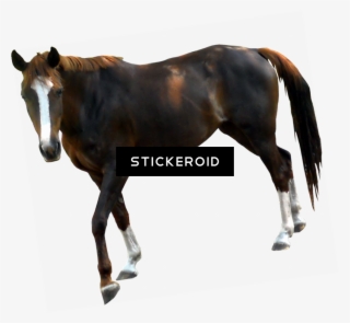 Horse - Horse With Transparent Background #5177832