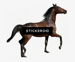 Horse - Portable Network Graphics #5177883