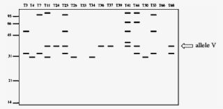 Schematic Representation Of The Isoenzymes Detected - Number #5178171