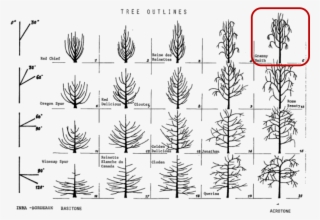 Tree Classification - Tree Habit #5181444