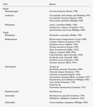 Marine Invertebrate Fauna Found In Santa Clara Tunnel - Santa Clara #5182595