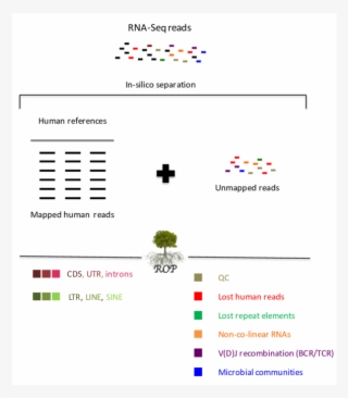 Schematic Of The Read Origin Protocol - Schematic #5186254