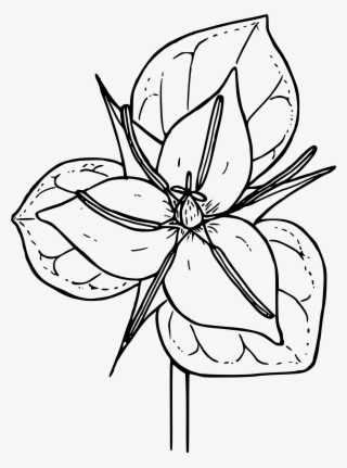 Trillium Drawing Clipart Transparent - Trillium Flower Clipart Png #5189381