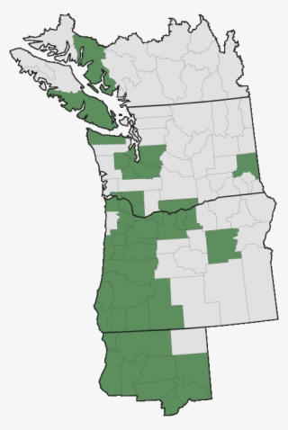 More Information - - Poison Oak Pacific Northwest #5197758
