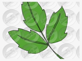 Ivy Clipart Poison Ivy #5197798