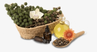 Caster Oil Derivatives - Castor Oil #5198420