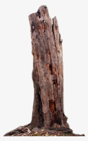 Tree Png Full Hd #520171