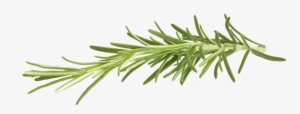Rosemary - Rosemary Png #520341
