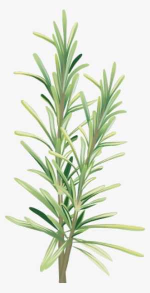 Graphic Design - Rosemary Clip Art #520399