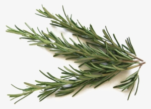 Transparent Leaf Rosemary - اعشاب للمعدة #520442