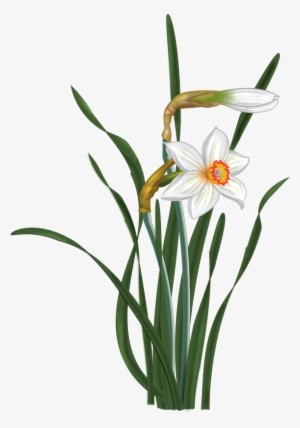 Flowers - Vector Narcissus - Narcissus Clip Art #520446