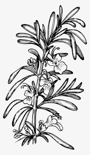Rosemary Png #520448