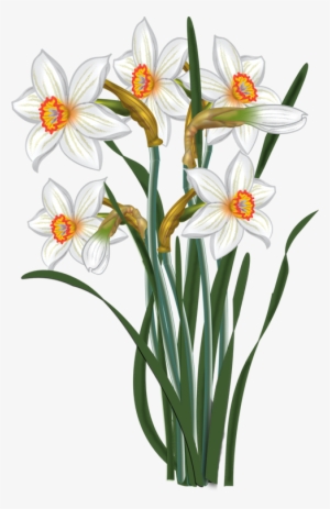 Svg Transparent Library Flowers Vector Narcissus Malowanki - Narcissus Clipart #520494