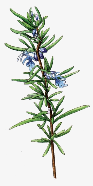 Illustration By Helen Krayenhoff - Horticulture #520496