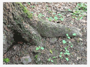 Soil Tree Stump - Moss #520522