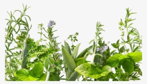 Herb Png Hd - Fondos De Plantas Verdes #520677