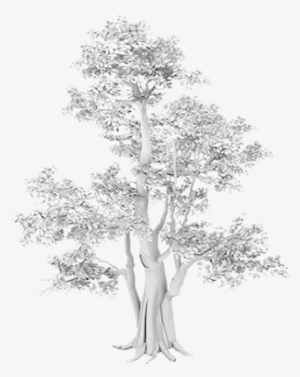 Tree Stump Grinding Brentwood, Tn - Banyan Tree Drawings #520695