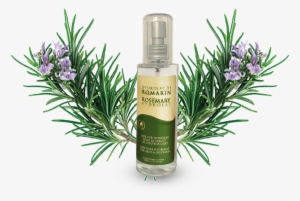 Azoor Rosemary Floral Water Hydrolat By Atlas Cosmetics - Herbal Distillate #520740