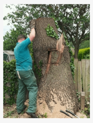 Mexican Pinyon #520828