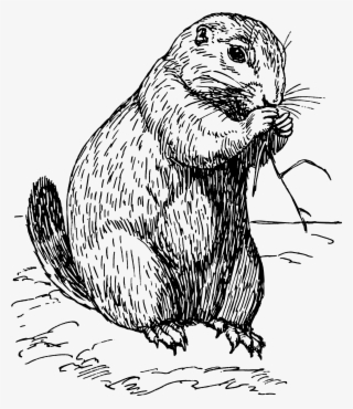 Free Vector Prairie Dog - Perro De La Pradera Dibujo #521140