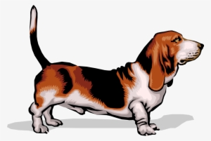 Vector Illustration Of Short-legged Basset Hound Dog - Dog Palpable Lymph Nodes #521186