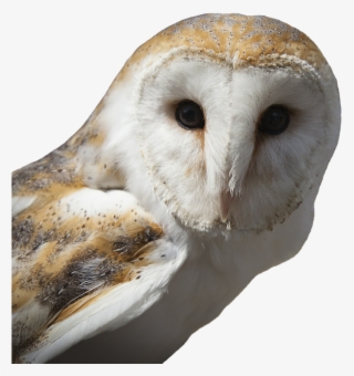 Png Images, Pngs, Telegram, Telegrams, Telegram Icon, - Brown Owl #521207